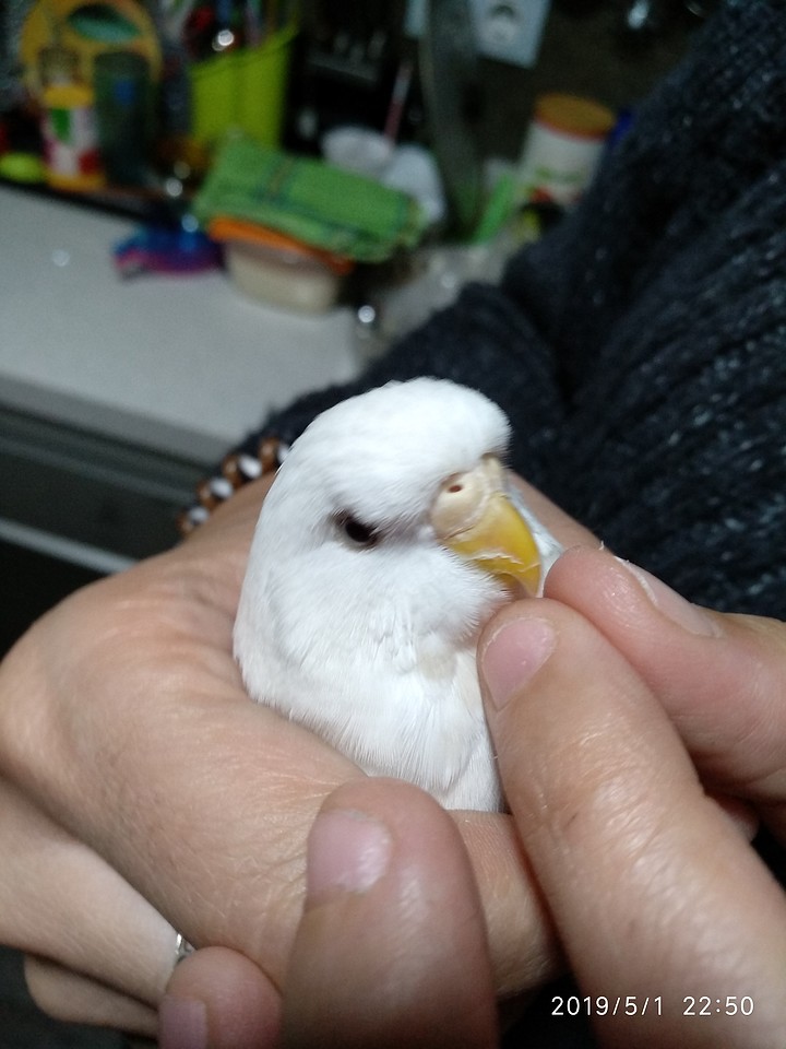 Periquitos Australianos Mi Periquito Es Albino O Albina Colores