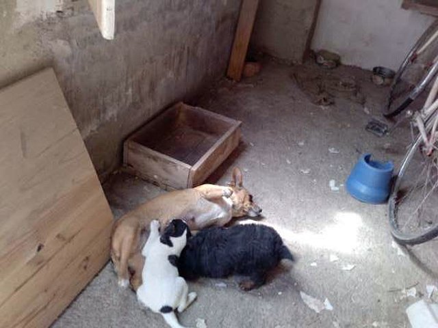 Imagen