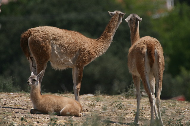 Zoos del Mundo - Safari Aldea del Fresno (Madrid) - Otros zoológicos