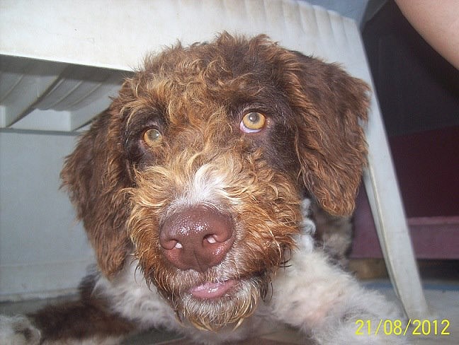 Perro De Agua Espa Ol O Pdae Ronnie Cachorro De Unos Meses