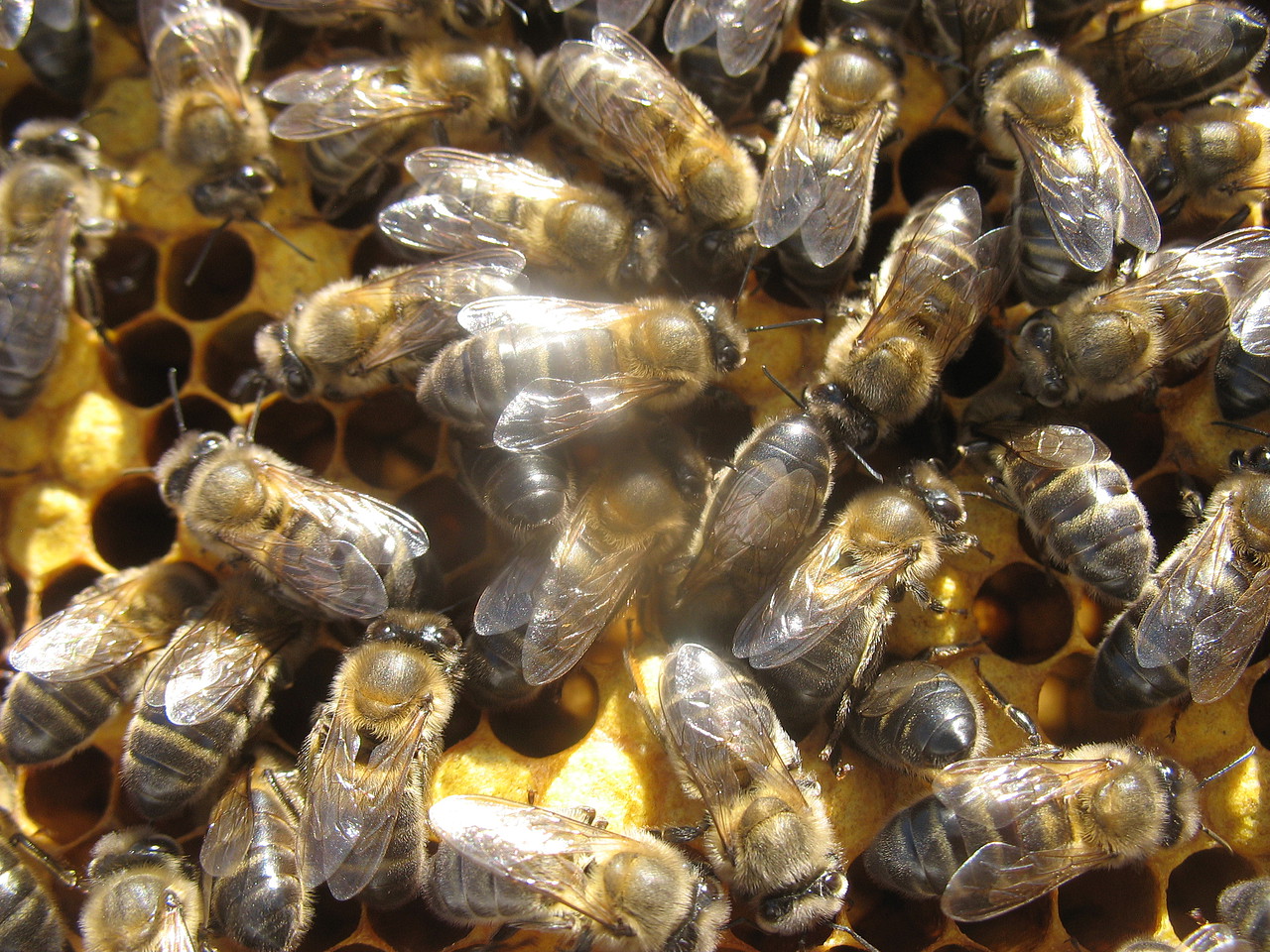 Historia evolutiva de las colmenas: Colmenas de abejas (Spanish