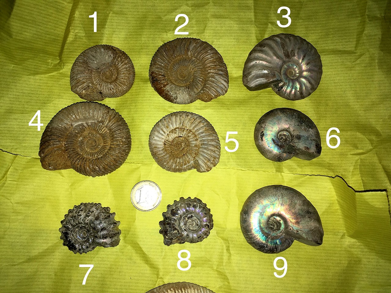 Ayuda con ammonites de Madagascar 295CD4ACAB2C5C86C3A0275C86C377