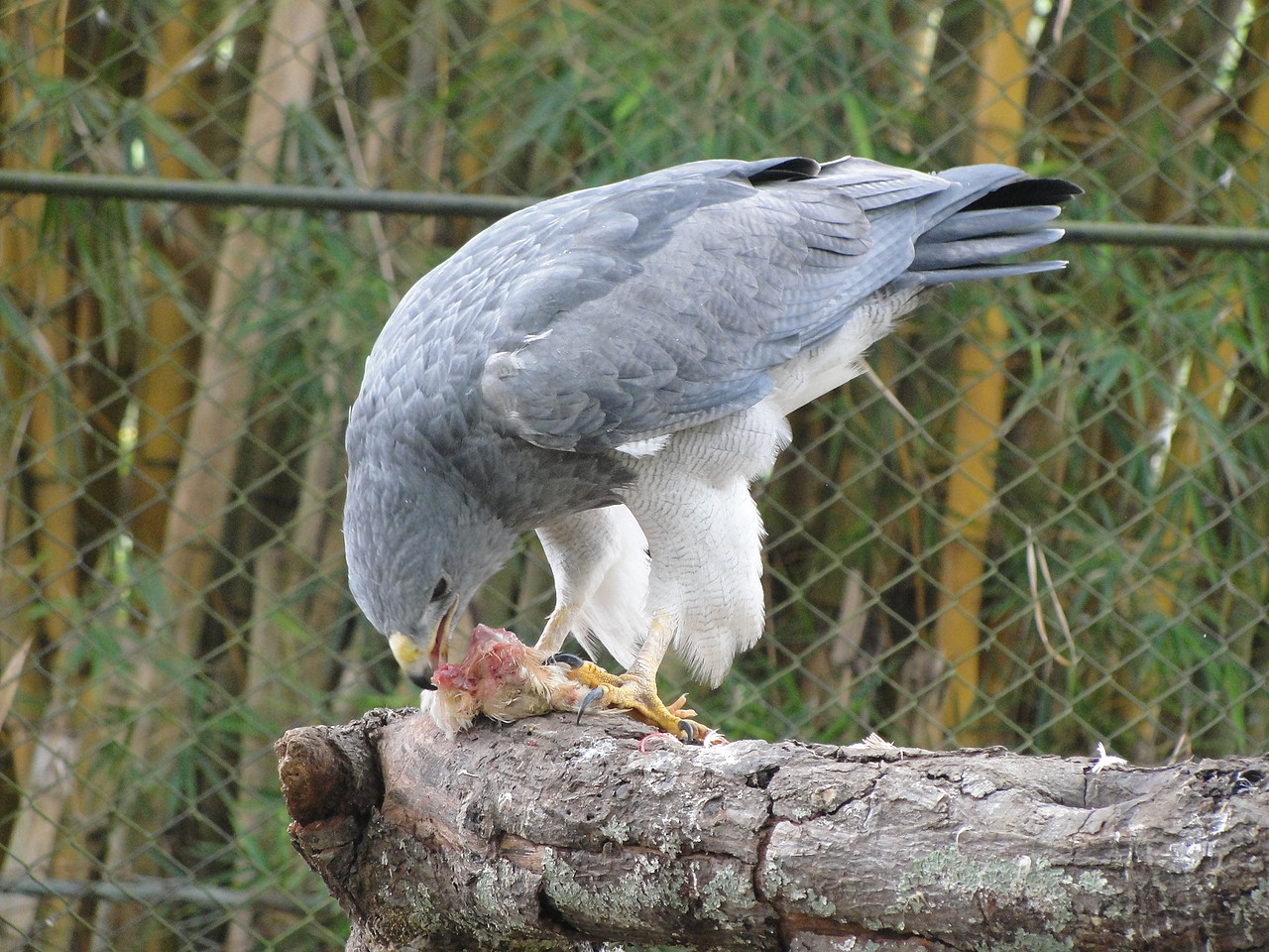 Zoos del Mundo - Águilas - Fotografia