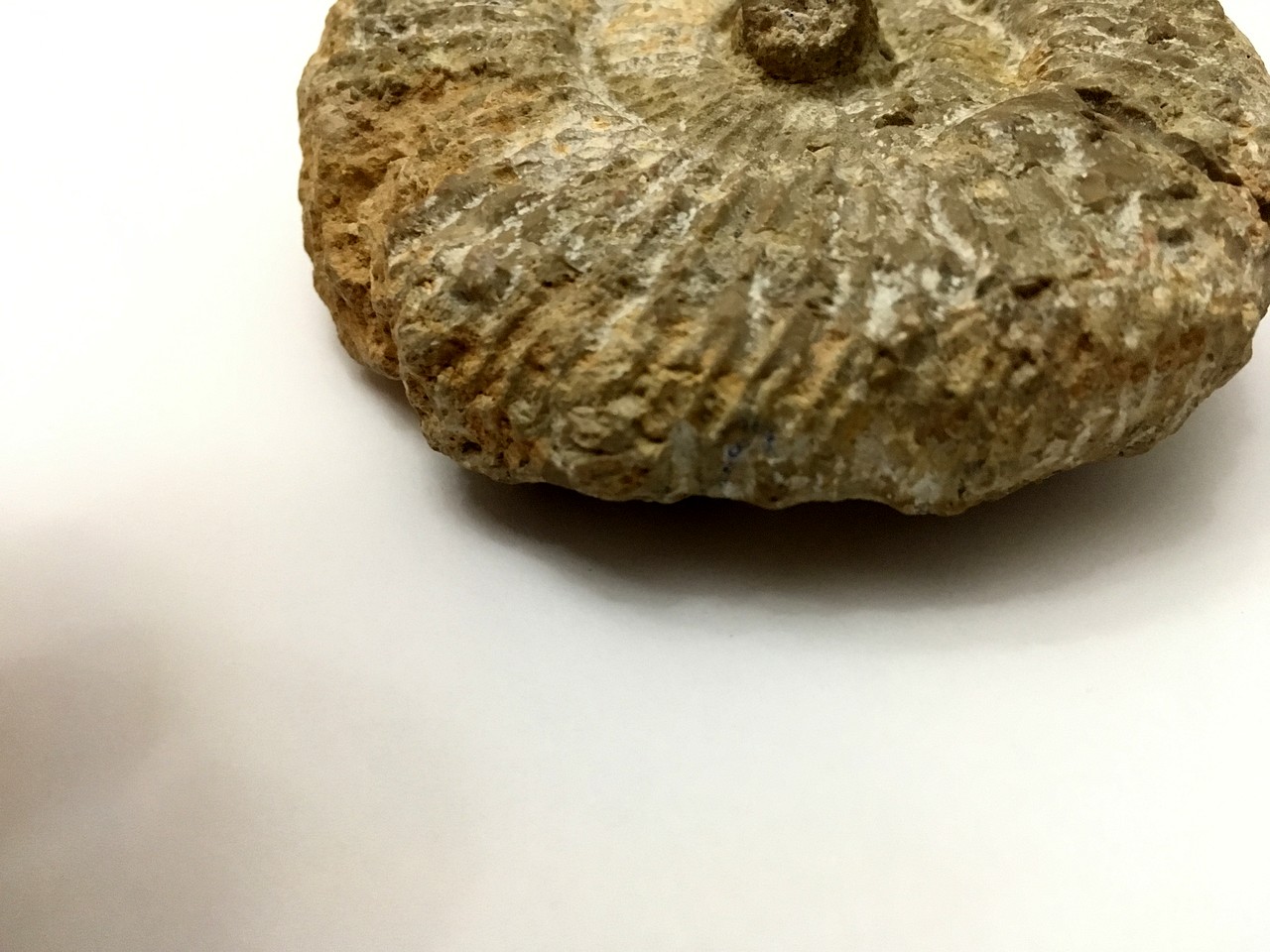 Ayuda con un par de ammonites 285BA3861B2C5B559CED265B559CE7