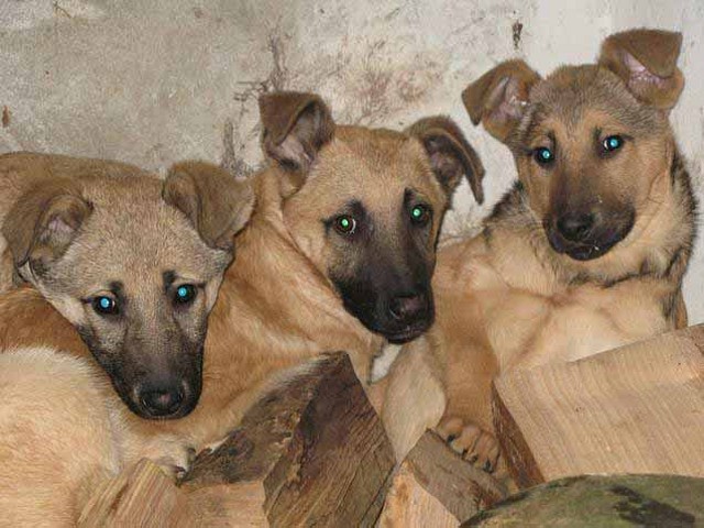 Unión Animalista Cruce De Pastor Alemán Y Labrador 4 Meses