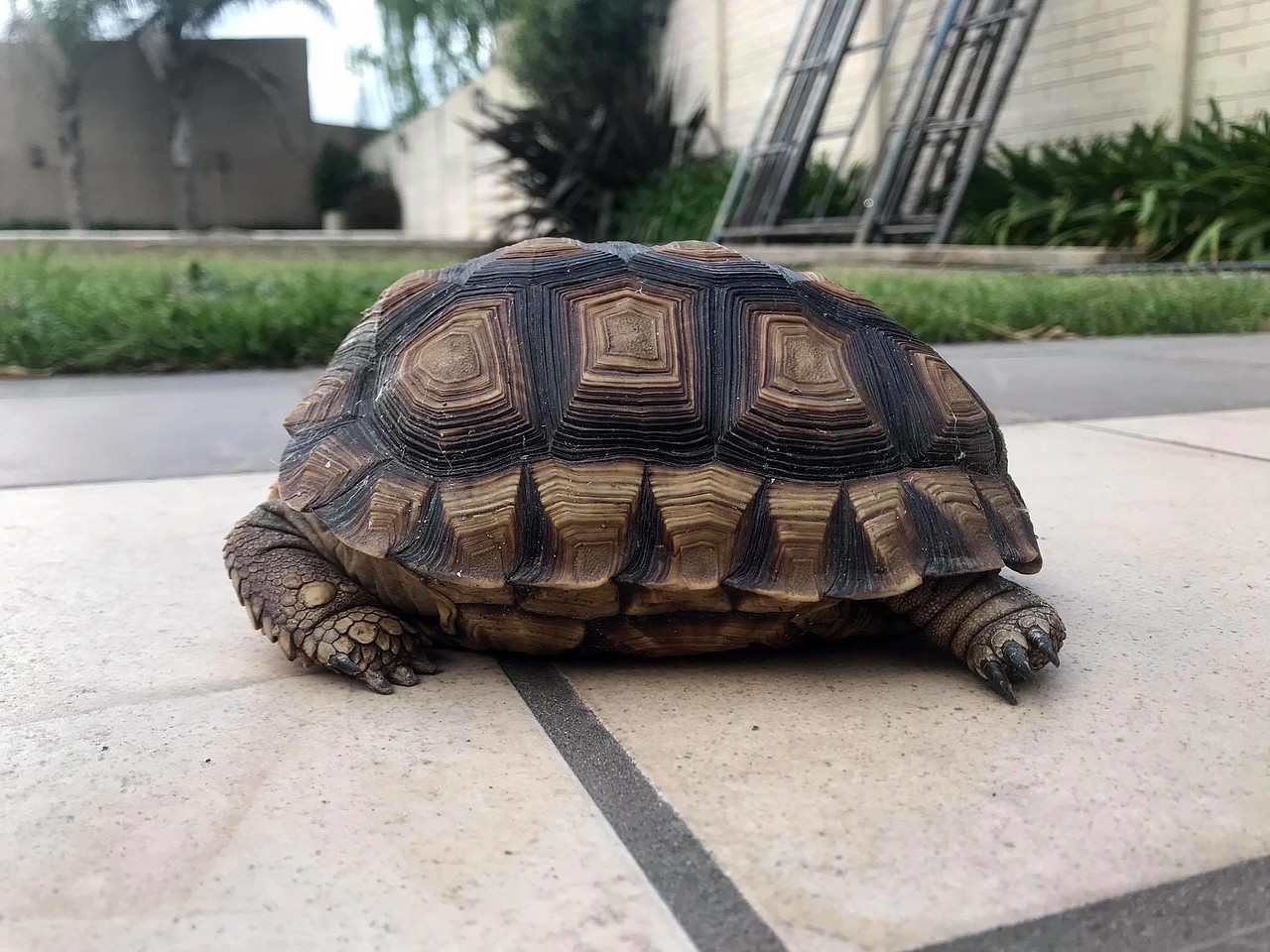 Testudinae - Macho o hembra? - Tortugas terrestres