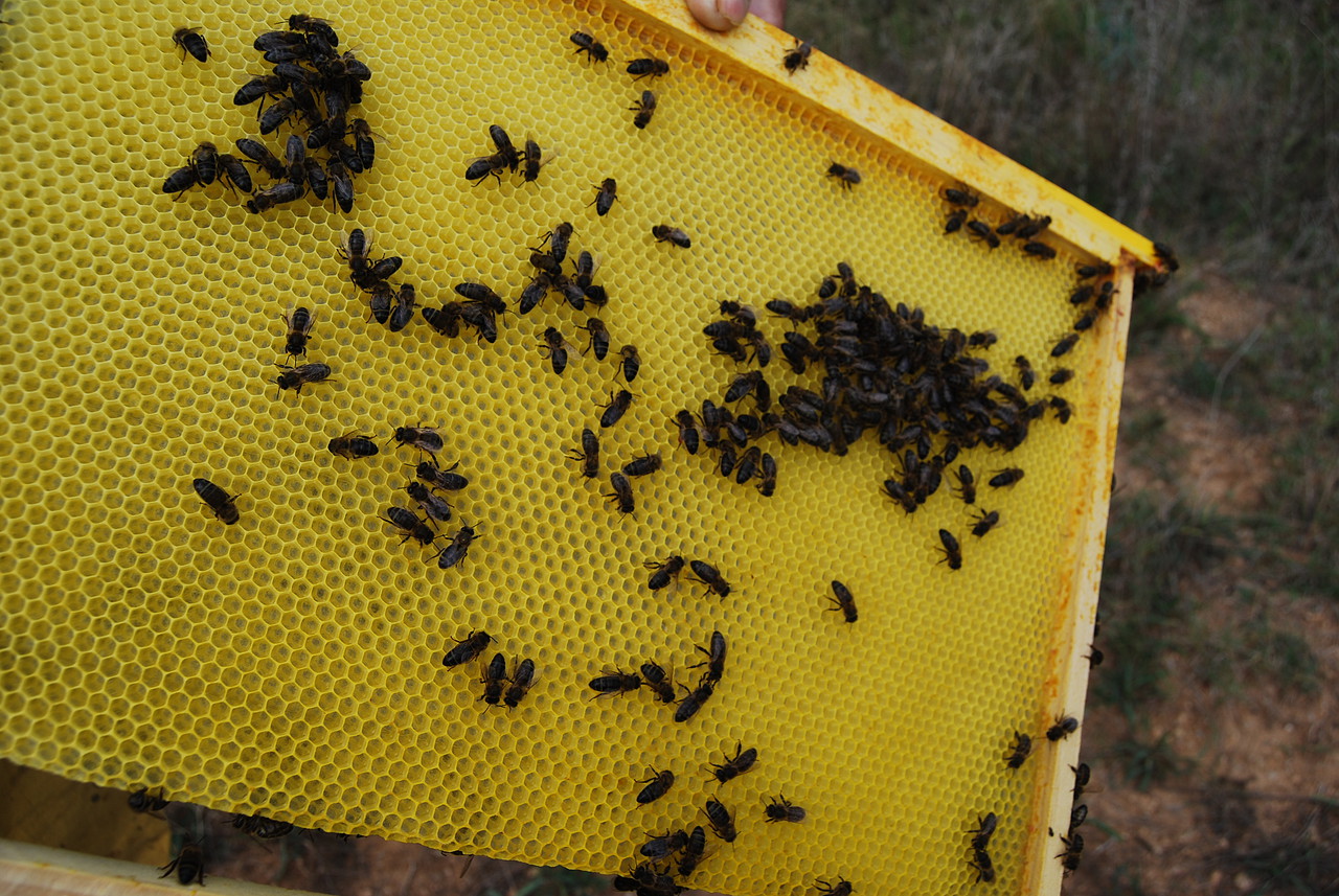 Eres de los que confunde un panal de abeja con una colmena?