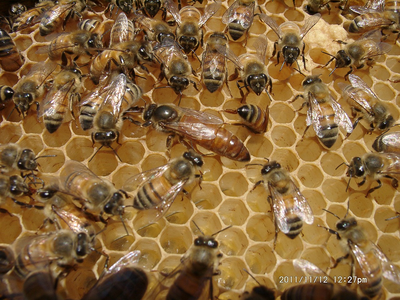 Eres de los que confunde un panal de abeja con una colmena?