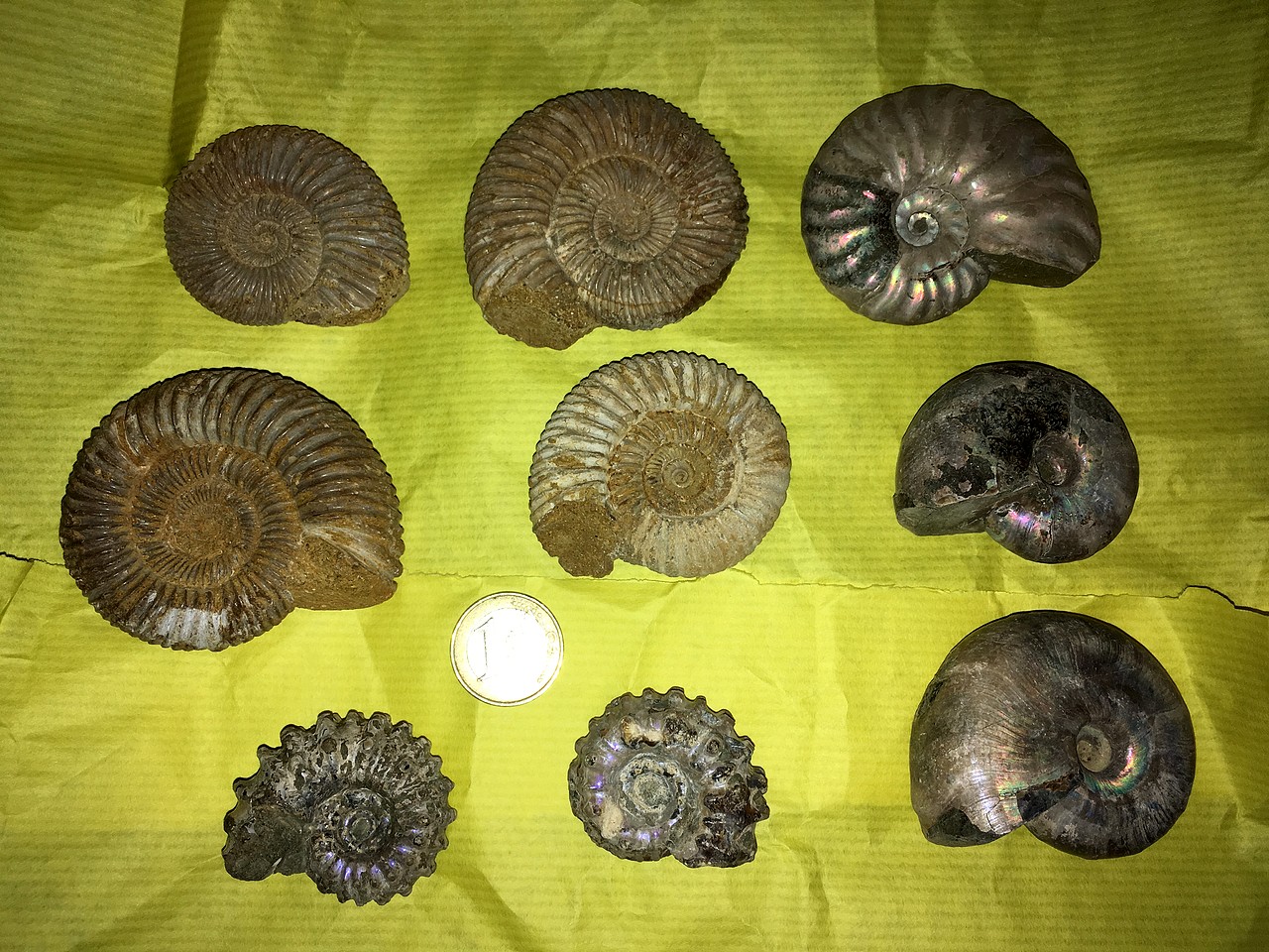 Ayuda con ammonites de Madagascar 295CD42482205C863B74275C863B4E