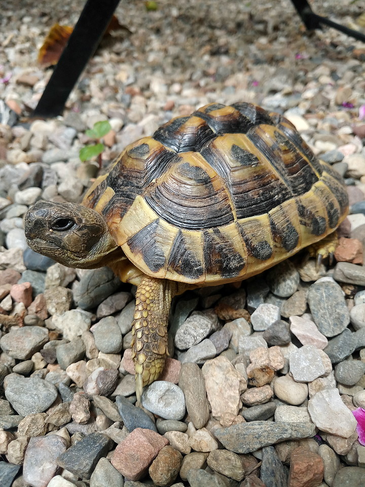 Testudinae - Macho o hembra? - Tortugas terrestres