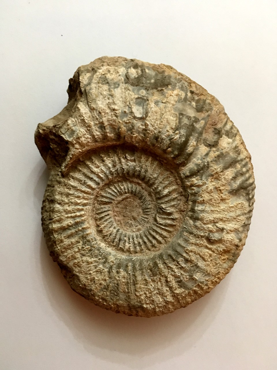 Ayuda con un par de ammonites 235BA38655285B559D28215B559D21