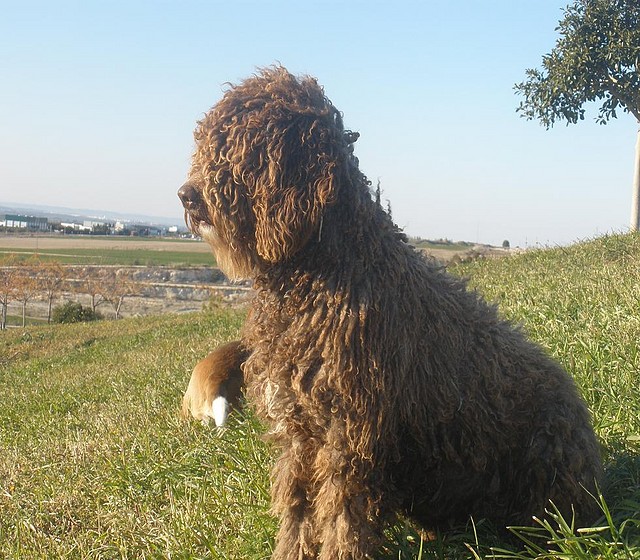 Perro de agua español o pdae mi cachorro Fotos y