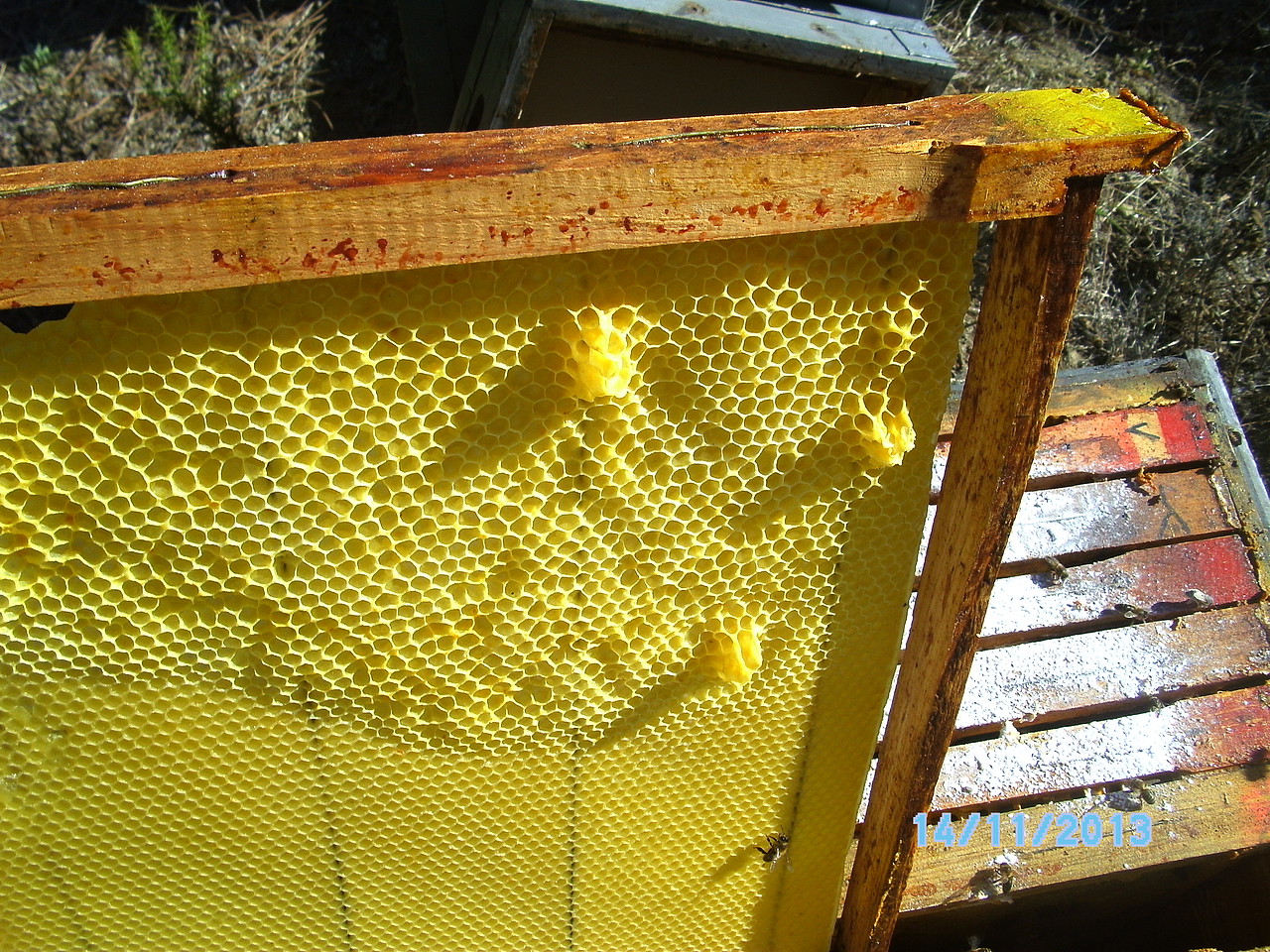 Una de cada dos colmenas de abejas no sobrevivirá a las altas temperaturas  de esta primavera - Información