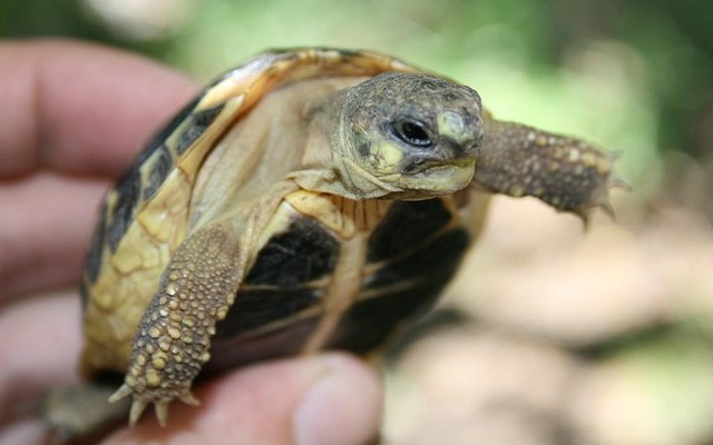 Testudinae - A identificar, testudo hermanni que? - Tortugas terrestres