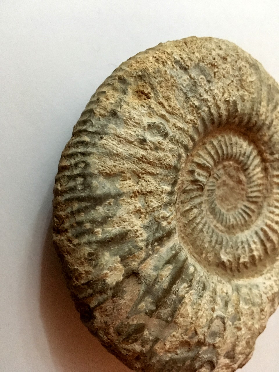 Ayuda con un par de ammonites 285BA38663255B559D37265B559D2F