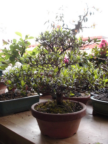 BONSAI DEL NORTE - Azalea - BONSAI