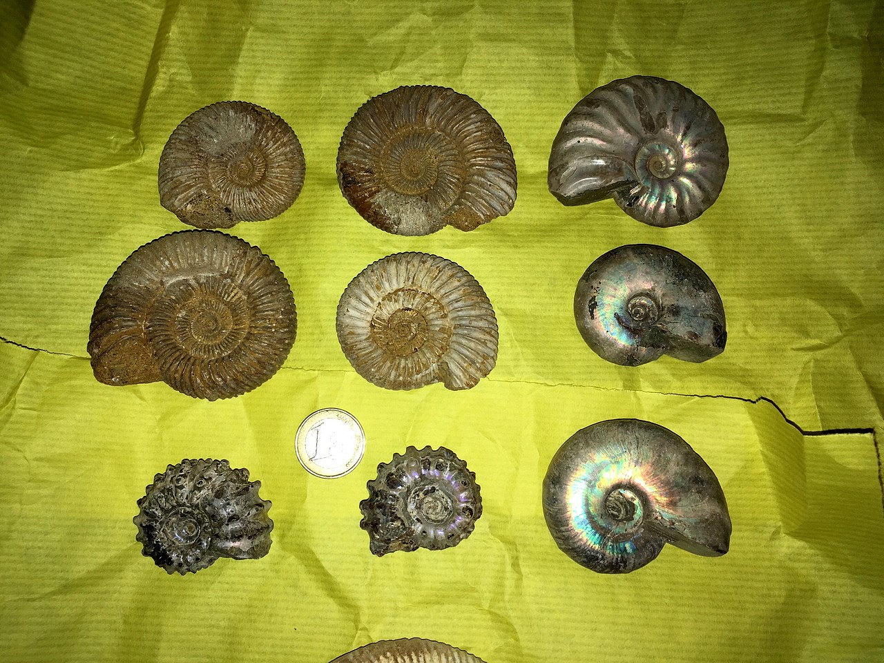 Ayuda con ammonites de Madagascar 2E5CD424751B5C863B66235C863B41