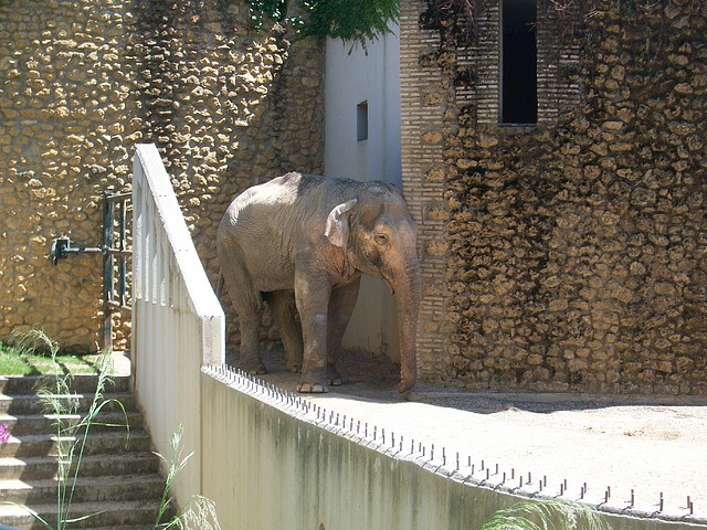 Zoos Del Mundo Zoológico De Córdoba España Otros Zoológicos