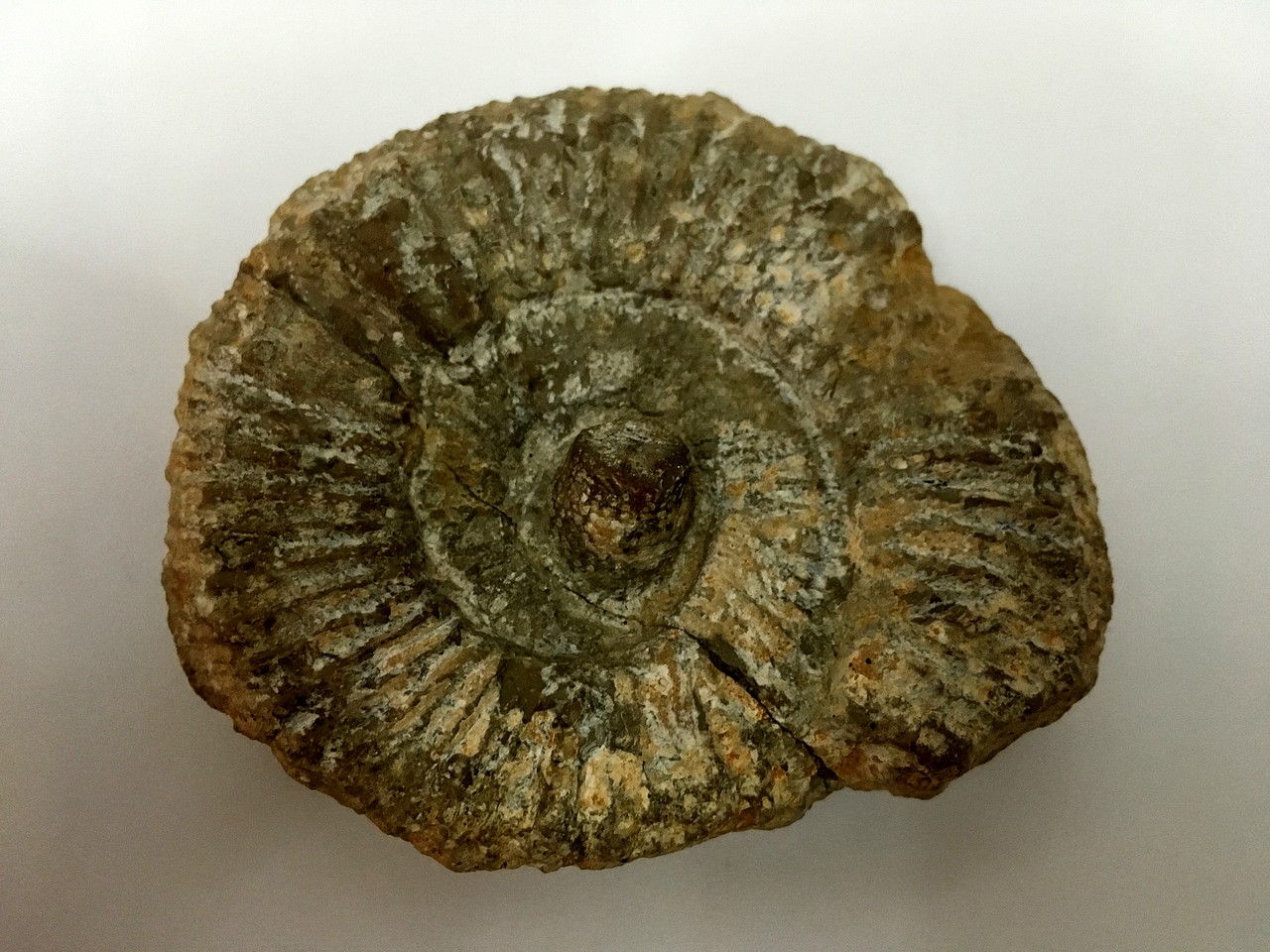 Ayuda con un par de ammonites 295BA3860A235B559CDB275B559CD6