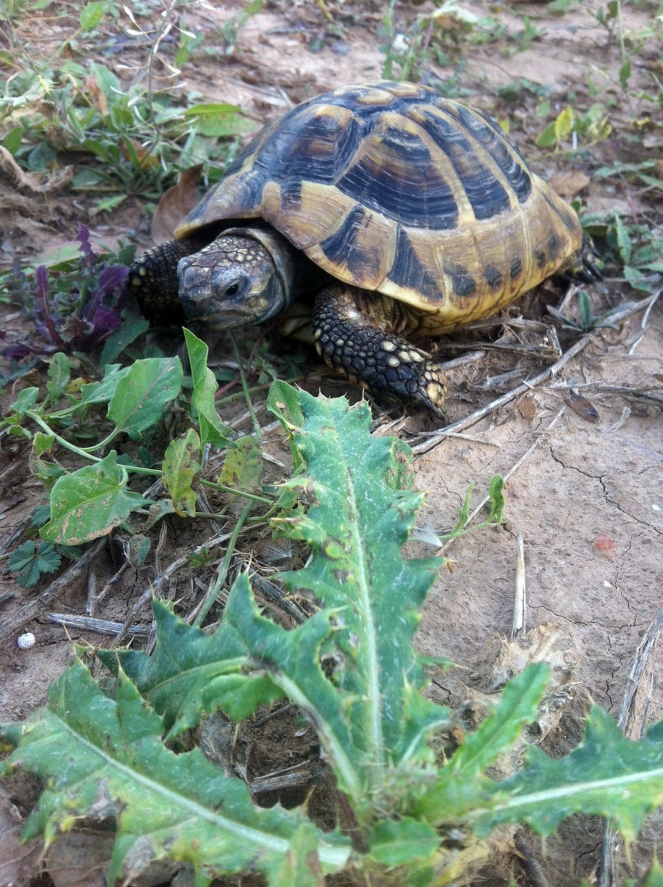 Testudinae - Graeca o hermani?? - Tortugas terrestres