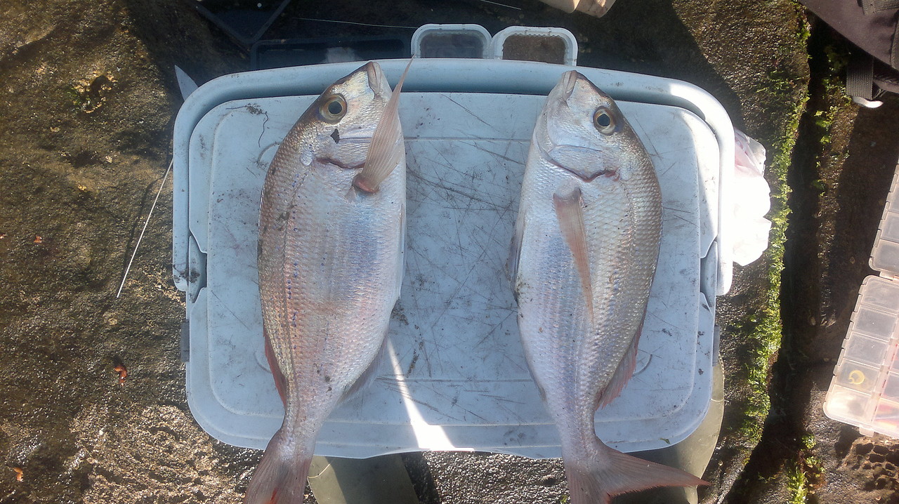 pesca surfcasting ¡desde playa! caida del levante captura de breca y sargo  