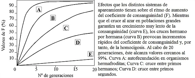 consaguinidad consaguinidad
