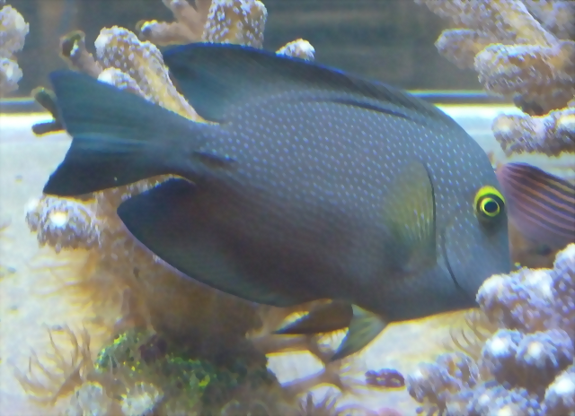 Ctenochaetus truncatus Ctenochaetus truncatus