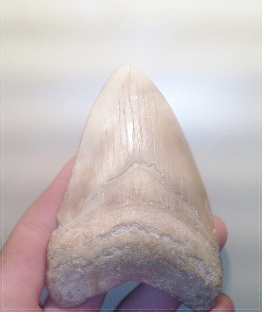 mega