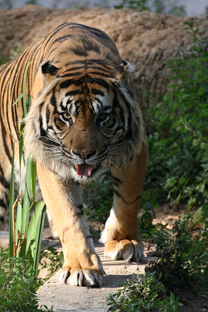 Zoo de Barcelona 01-07-2010 553 Zoo de Barcelona 01-07-2010 553