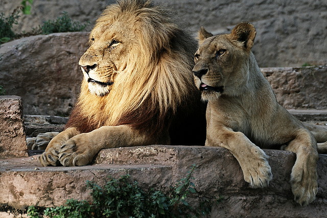 Zoo de Barcelona 01-07-2010 605 Zoo de Barcelona 01-07-2010 605