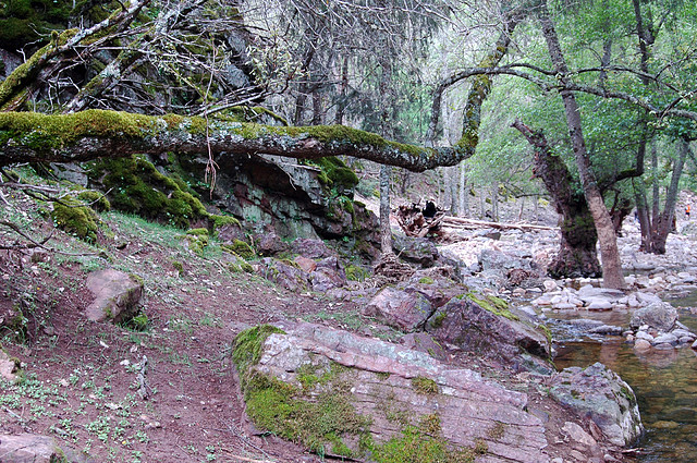 SIERRA DE S. ANDRES (40)