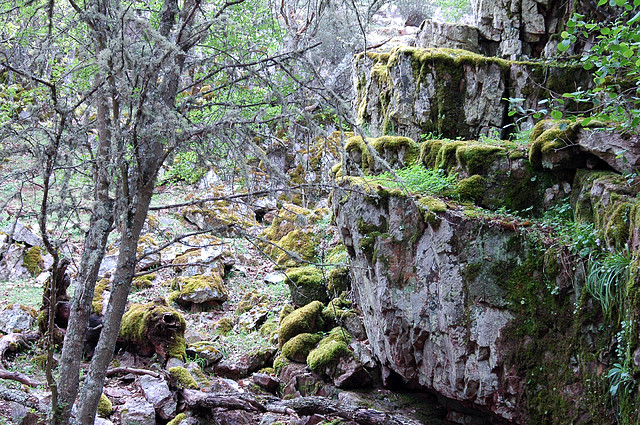 SIERRA DE S. ANDRES (25)