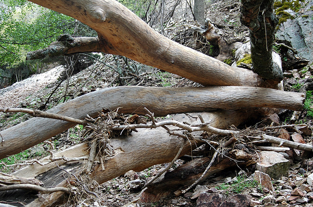 SIERRA DE S. ANDRES (83)