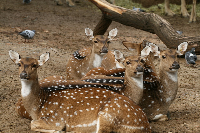 Zoo de Barcelona 10-10-10 166