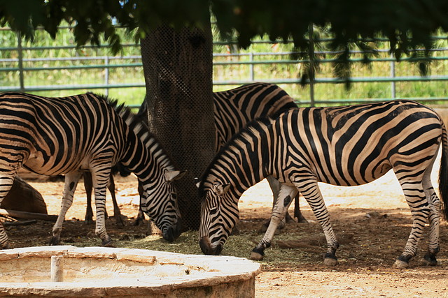 Zoo de Barcelona 11-10-10 023