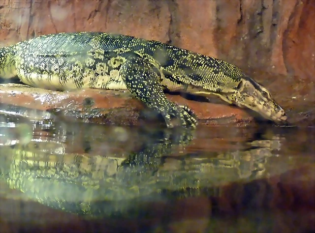 Varanus salvator 3 (12-10-16 Acuario Fluvial de Zaragoza) Varanus salvator 3 (12-10-16 Acuario Fluvial de Zaragoza)