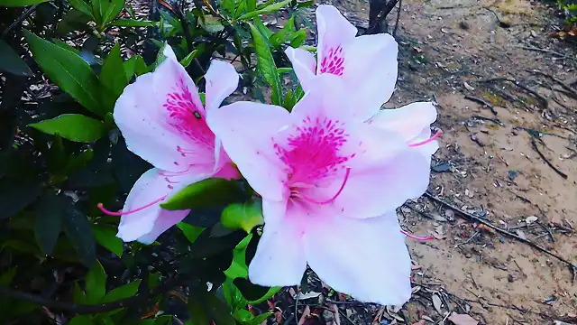 Pink Azalea