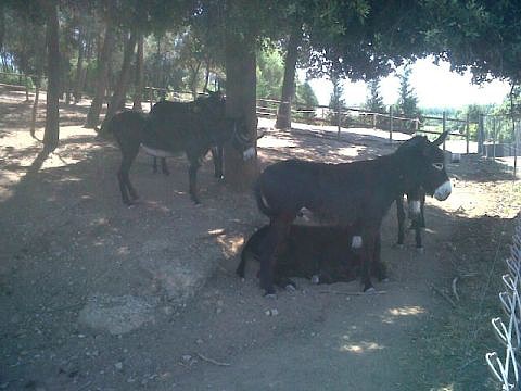 24-7-2012 (1) 24-7-2012 (1)