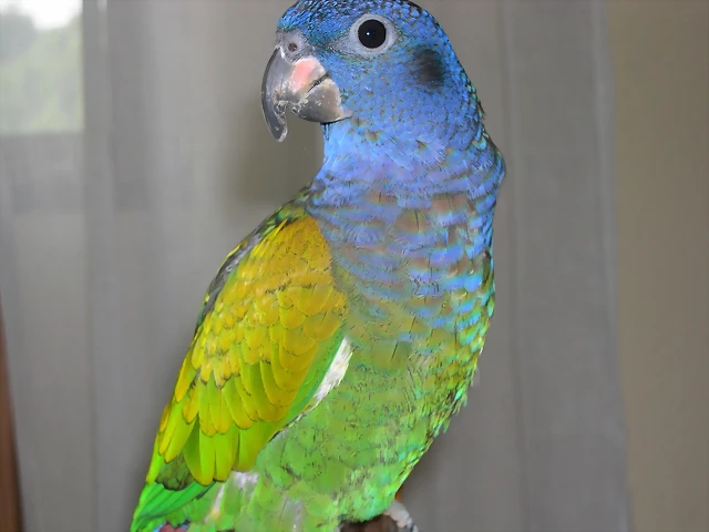DSCN0413 DSCN0413
