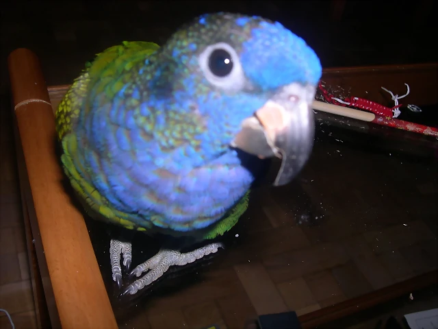 DSCN0219 DSCN0219