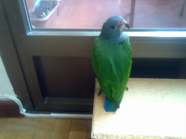 pionus menstruss pionus menstruss
