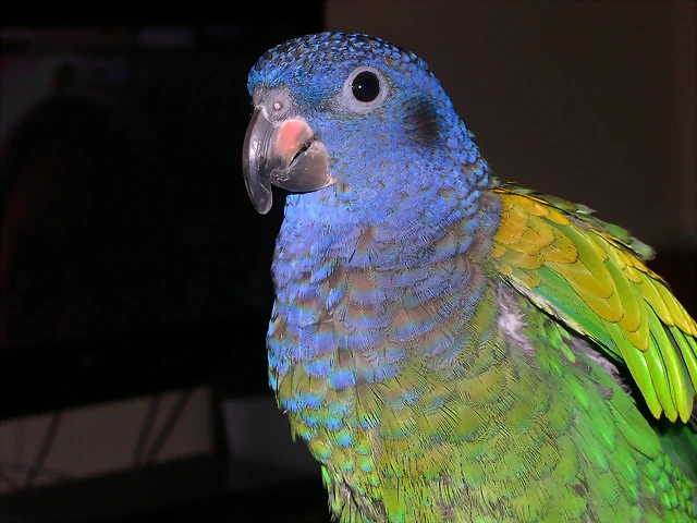 DSCN0448 DSCN0448