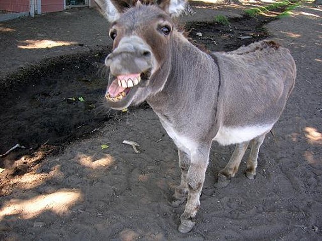 donkey_4[1]