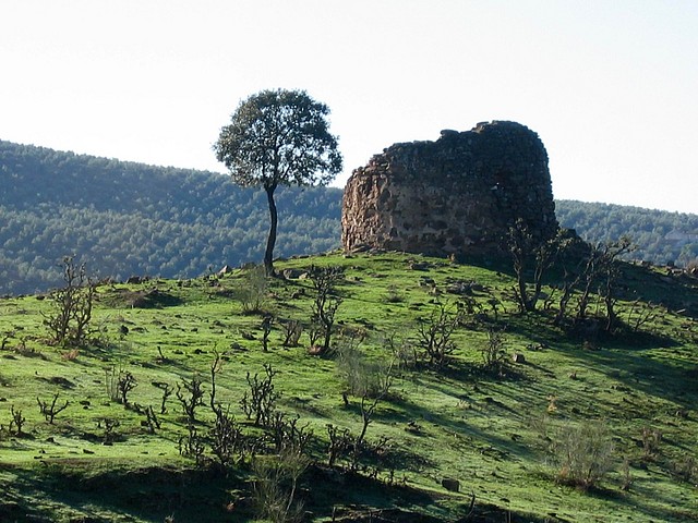 004, caracol