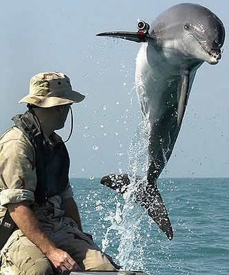 Delfin con cmara de vdeo de la US Navy. Tambien pueden llevar minas y actuar como Kamikazes