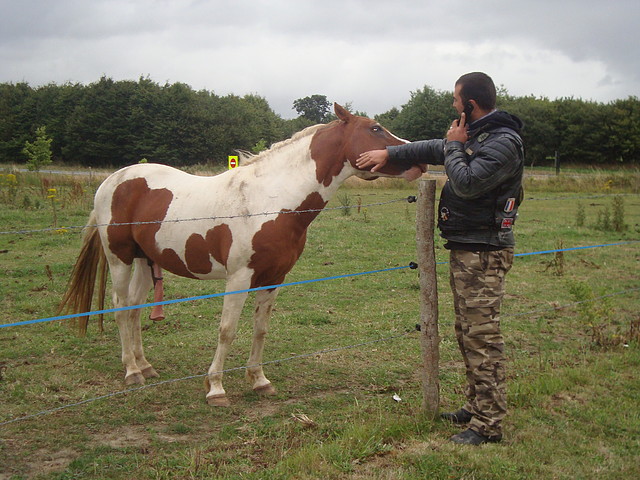 caballo