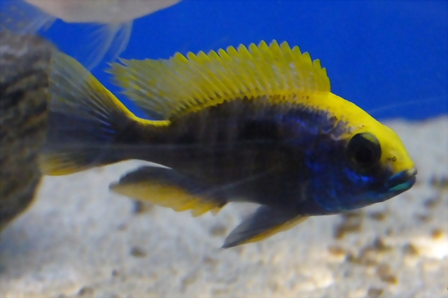 Aulonocara jacobfreibergi 'Mamelela' Aulonocara jacobfreibergi 'Mamelela'