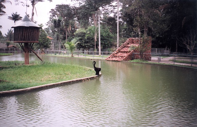 macaco lindo