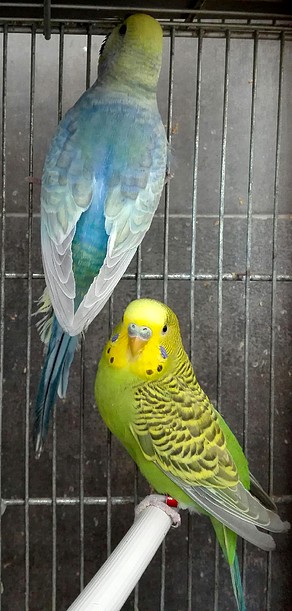 pareja australianos pareja australianos