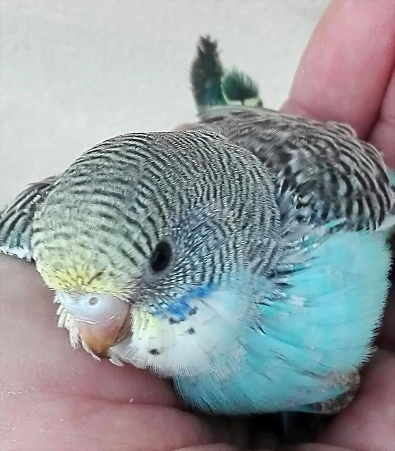 pollo2 pollo2